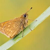 Large Skipper 